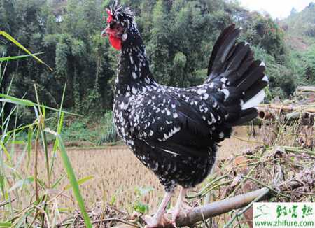 養(yǎng)貴妃雞的利潤(rùn)