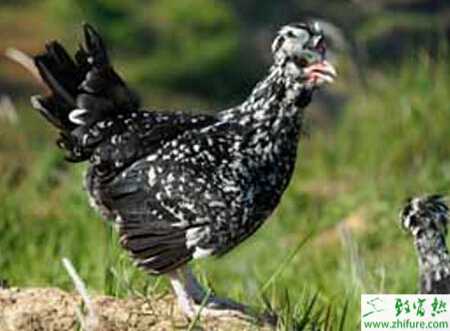 養(yǎng)貴妃雞賺錢(qián)嗎？