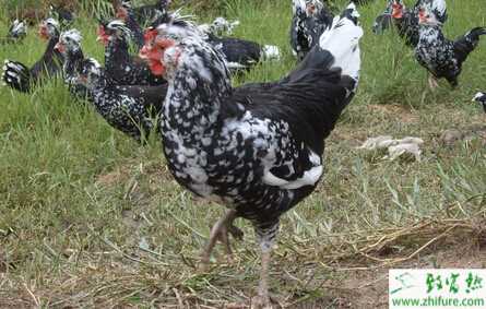 養(yǎng)殖貴妃雞的市場前景