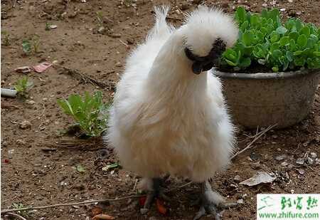 養烏雞的市場前景