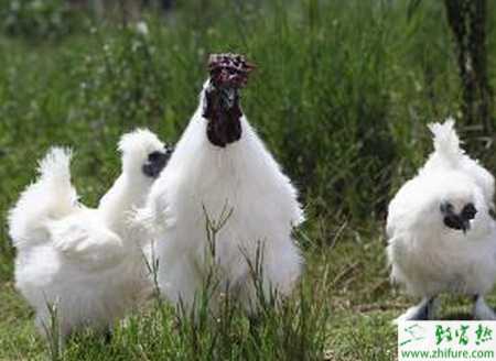 養烏雞賺錢嗎？
