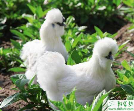 養殖烏雞的市場前景