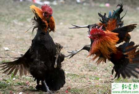 養斗雞賺錢嗎？