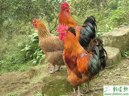 養土雞的市場前景