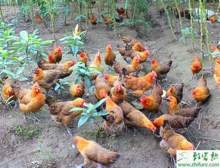養土雞的利潤