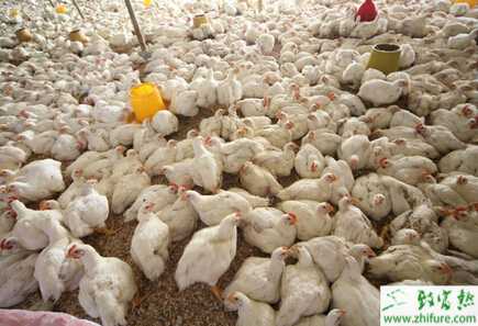 養肉雞的市場前景
