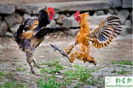 養斗雞的市場前景