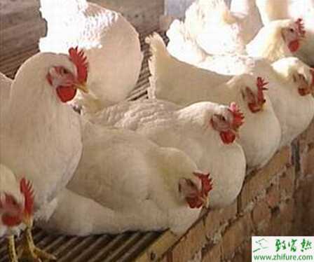 養(yǎng)肉雞賺錢嗎？