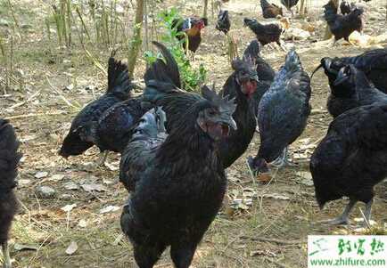 養(yǎng)綠殼蛋雞的利潤