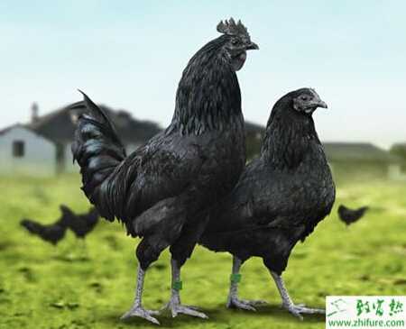 養綠殼蛋雞的市場前景