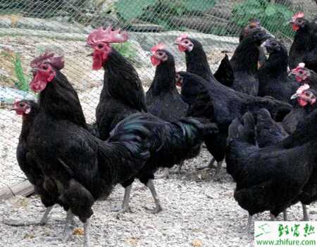 養綠殼蛋雞賺錢嗎？