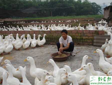 養蛋鴨的市場前景