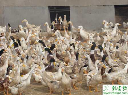 養蛋鴨賺錢嗎？