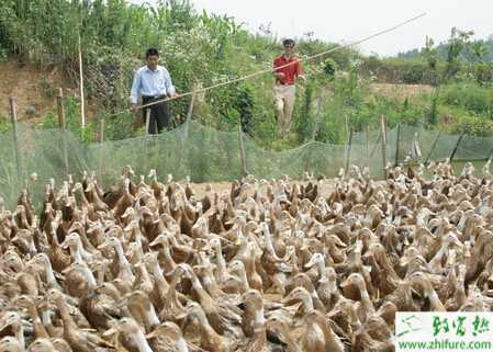 旱養蛋鴨怎么養？有什么優點？