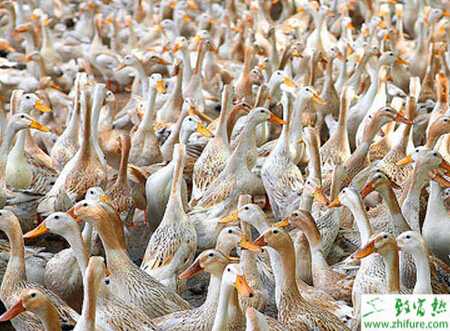 冬季養蛋鴨的綜合技術