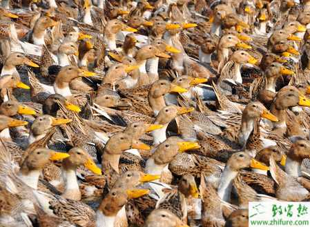 圈養蛋鴨技術和注意事項