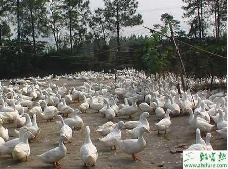 養蛋鴨疾病有哪些、要怎么防治