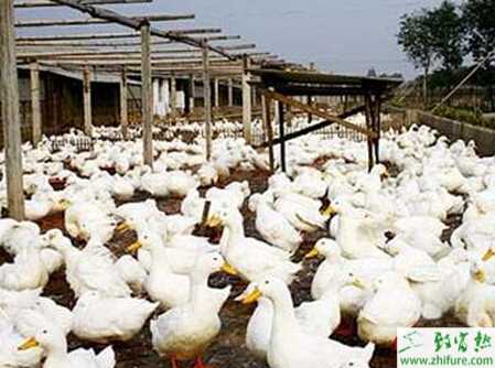 怎么養蛋鴨、養好蛋鴨有什么訣竅