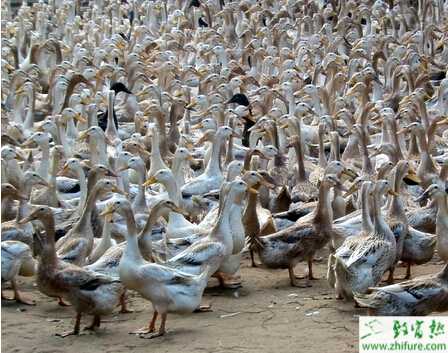 籠養蛋鴨怎么養、有什么優勢