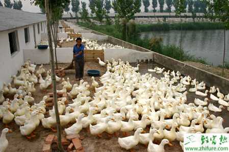 北方養蛋鴨圈養的技術和注意事項