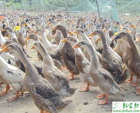 春季養蛋鴨的綜合技術