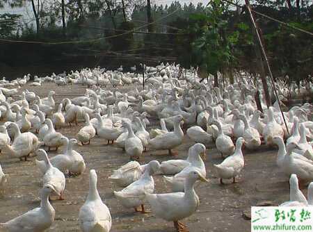 大棚覆膜養蛋鴨的技術