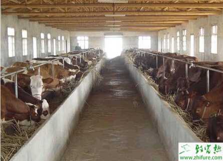 規模養牛場有什么建設標準？牛舍怎么建設？