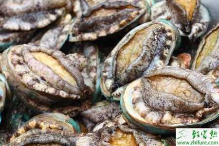 沉箱養鮑魚怎么養、有什么特點？