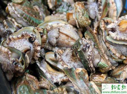 養鮑魚進行人工育苗的關鍵技術