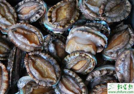 鮑魚海上吊養怎么養？有些什么要求？