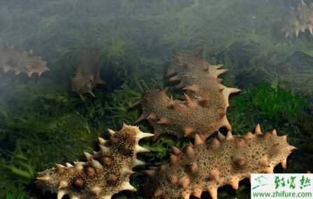 養海參賺錢嗎？