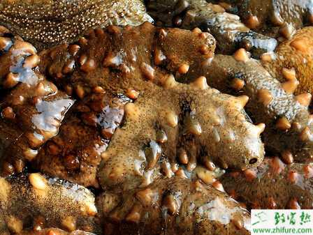 養海參的市場前景