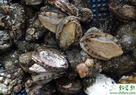 鮑魚南方養殖怎樣度夏