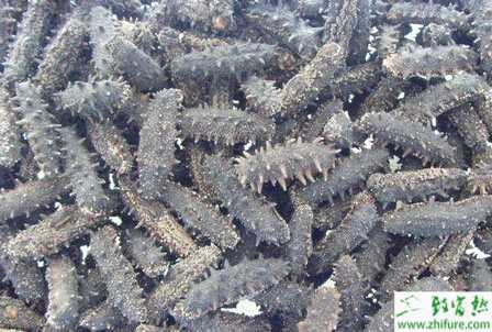 海參池塘管理如何安全度夏