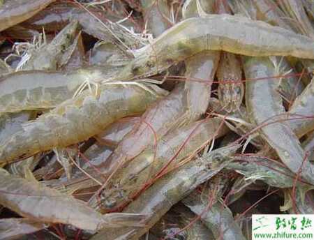 養南美白對蝦的市場前景