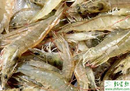 養(yǎng)南美白對蝦賺錢嗎？