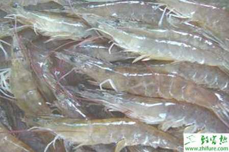 養南美白對蝦的利潤