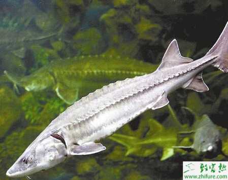 養鱘魚賺錢嗎？