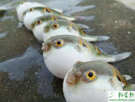 養河豚的市場前景