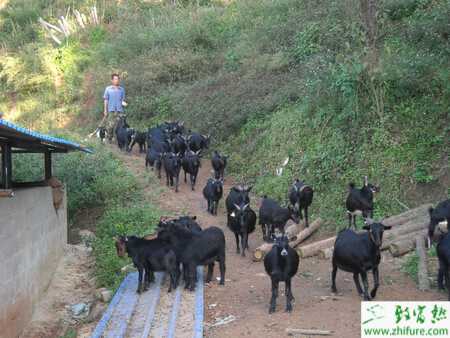 生態養羊是什么？有什么需要注意的？