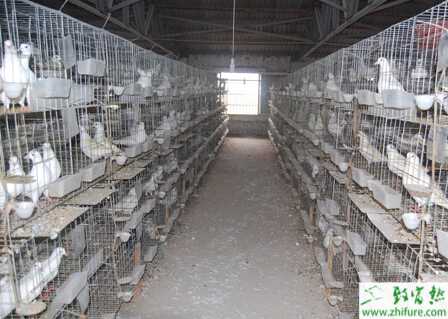 養鴿場建設需要注意哪些問題？怎么科學管理？