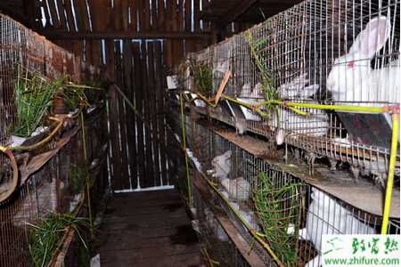 怎樣養兔子？養兔子有哪些注意事項？