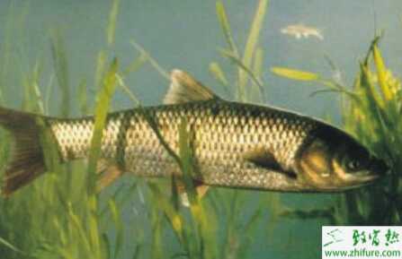 養草魚賺錢嗎？