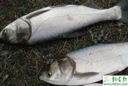 養白鰱的市場前景