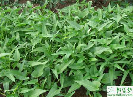 空心菜的播種和栽植管理