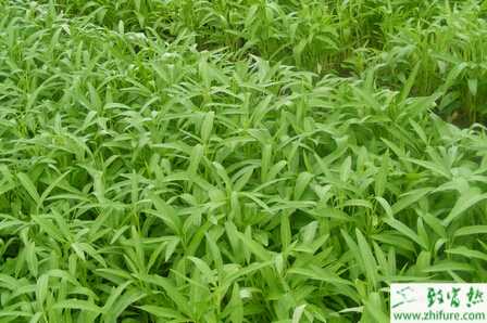 塑料大棚怎樣種空心菜