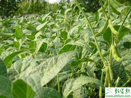 大棚毛豆的栽培管理技術(shù)