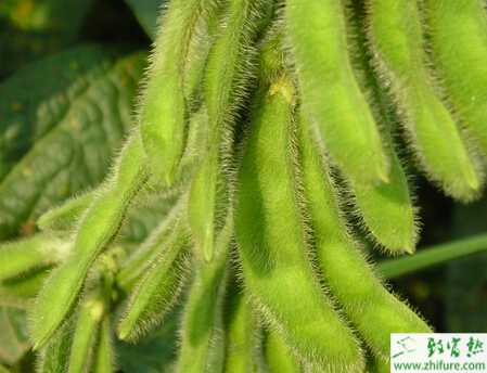 種毛豆怎么防霜霉病