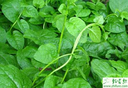 木耳菜常見病害及防治