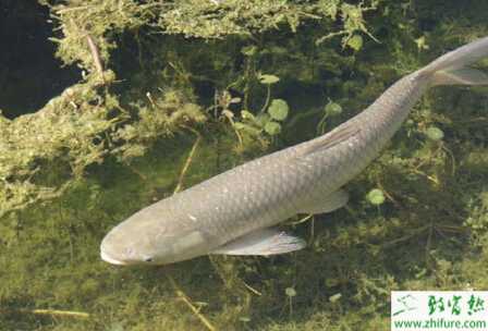 養草魚的市場前景